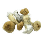 African-transkei-shrooms-removebg-preview