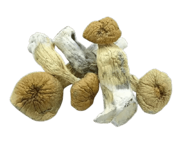 African-transkei-shrooms-removebg-preview