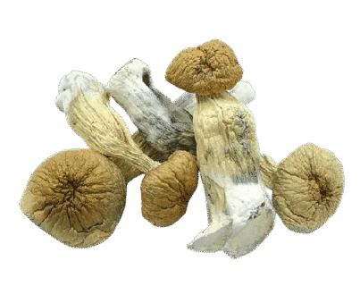 African-transkei-shrooms-removebg-preview