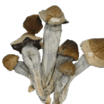Penis-envy-shrooms-800x972-removebg-preview