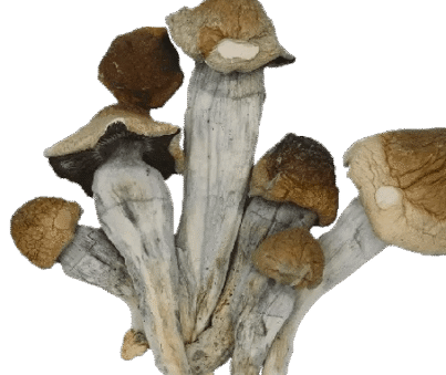 Penis-envy-shrooms-800x972-removebg-preview
