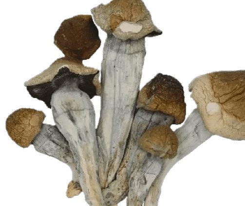 Penis-envy-shrooms-800x972-removebg-preview