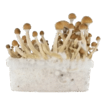 fresh-mushrooms-mckennaii-removebg-preview