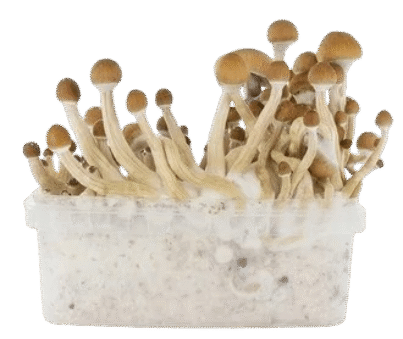 fresh-mushrooms-mckennaii-removebg-preview
