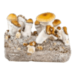 zamnesia-ready-2-grow-bag-hillbilly-pumpkin--removebg-preview