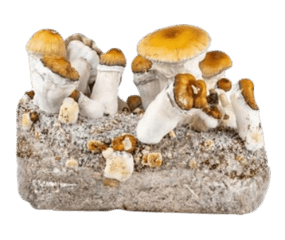 zamnesia-ready-2-grow-bag-hillbilly-pumpkin--removebg-preview