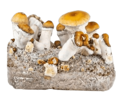 zamnesia-ready-2-grow-bag-hillbilly-pumpkin--removebg-preview